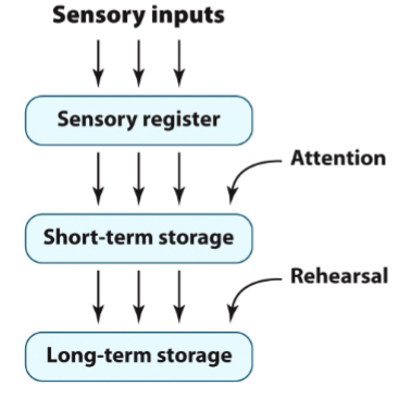 <p>proposes serial structure: attention shifts info from sensory memory to STM, then shifts to LTM w rehearsal</p><p>proposes single unitary short-term memory store </p>