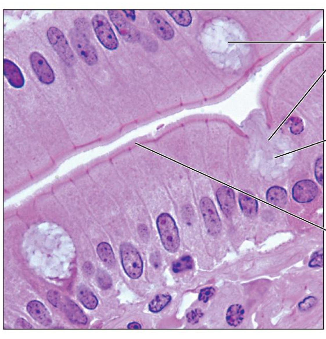 <p>What tissue is this</p>