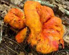 <p>Edible! Not actually a mushroom</p>