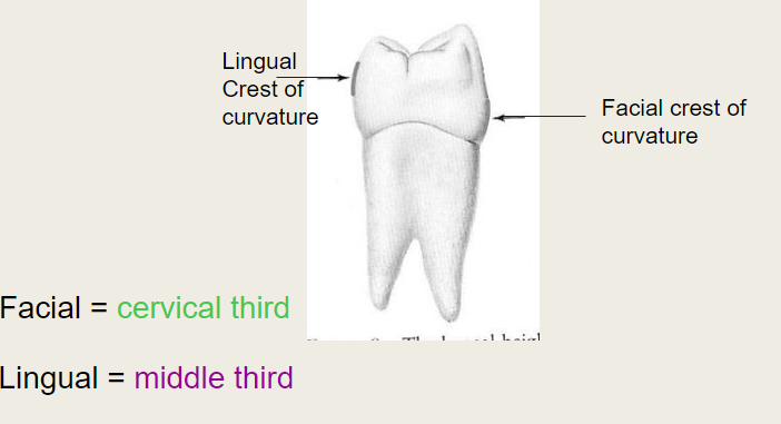 <p>Posterior teeth crest of curvature</p>