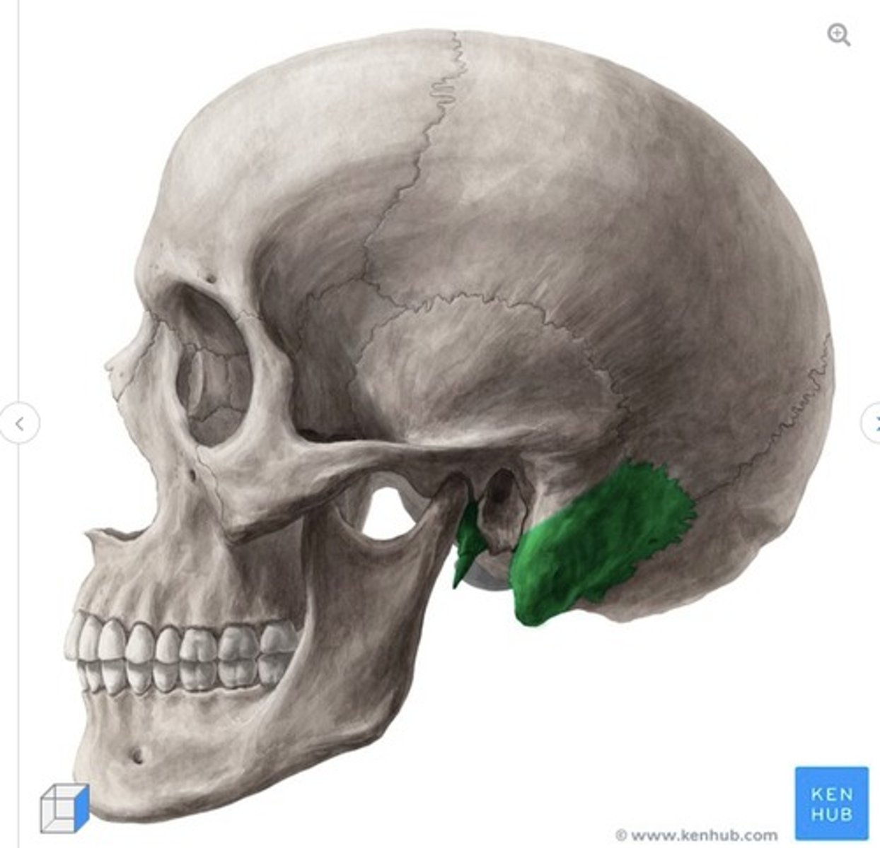 <p>what is this called and what bone is it on?</p>