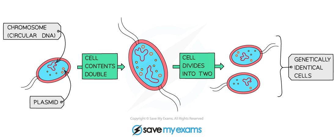 <ul><li><p>circular DNA and plasmids replicate (main DNA loop only replicated once but plasmids can be replicated many times)</p></li><li><p>cell grows and DNA loops move to opposite poles of cell</p></li><li><p>cytoplasm begins to divide and new cell walls begin to form</p></li><li><p>cytoplasm divides and 2 daughter cells are produced w/ 1 copy of circular DNA but a variable no. of copies of plasmids</p></li></ul><p></p>