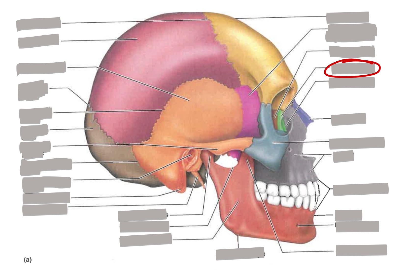 term image