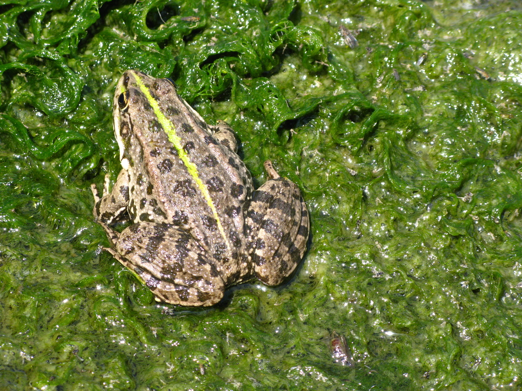 <p>Żaba z grupy zielonych</p>