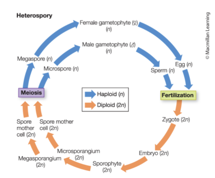 <p>multiple types of spores</p>