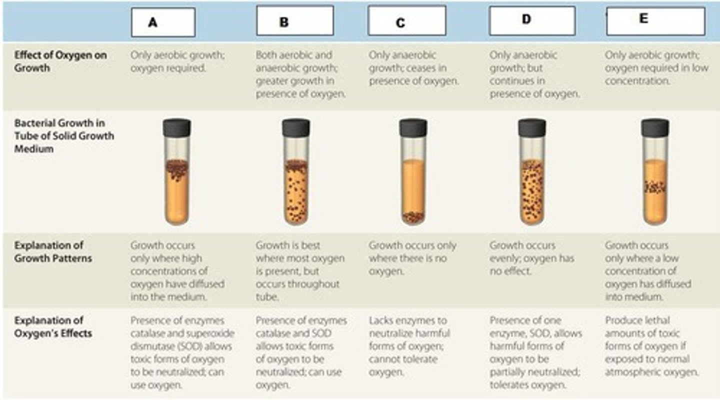 <p>Occurring in the absence of oxygen or not requiring oxygen to live. Example: This type of bacteria produce energy from food molecules without the presence of oxygen.</p>