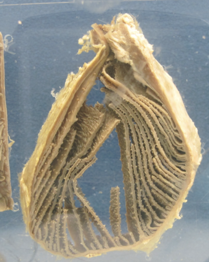 <p><span>Which part of the ruminant stomach is shown in this picture? What is its function? </span></p>