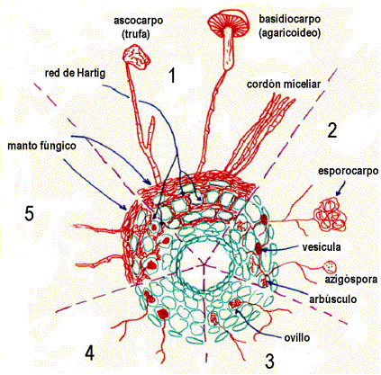 <p>Capa de hifas que cubre la raíz de una planta en una micorriza.</p>