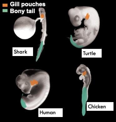 <ul><li><p>Homologous structures reveal common evolutionary origins</p></li><li><p>If humans did not have bony fish ancestors, why do human embryos have gills early in development?</p></li></ul>