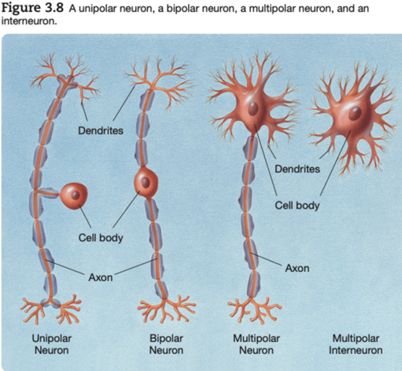 <p>A neuron with one process extending from its cell body</p>