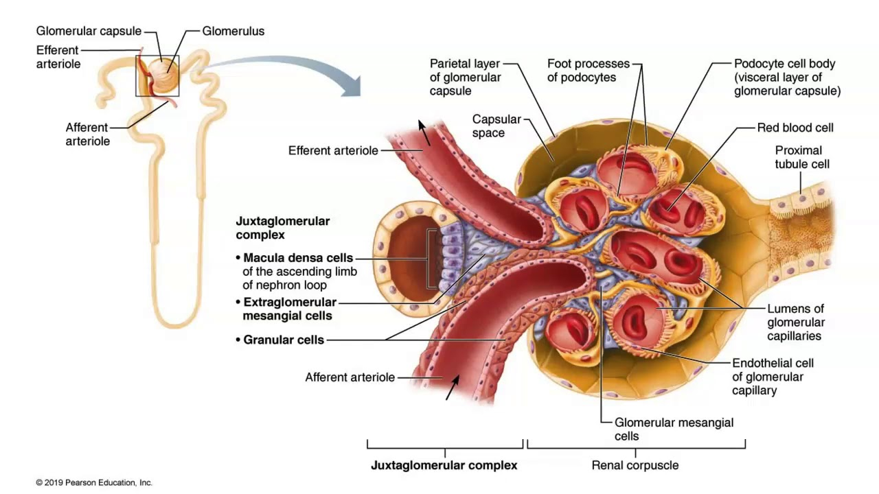 <p>The<u> macula densa</u> is a special set of cells that act as a ____ _____.</p>