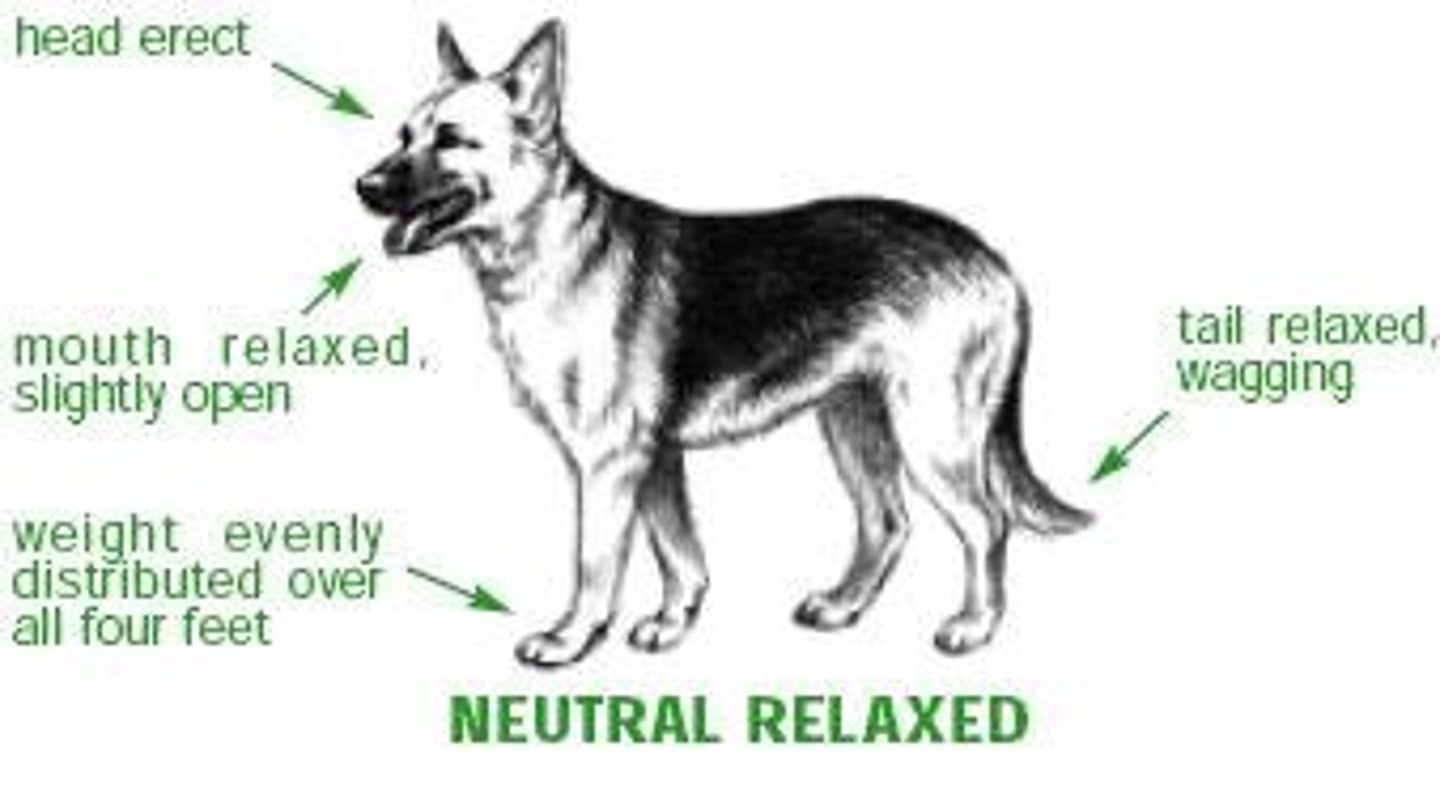 <p>Posture is relaxed with weight evenly distributed, may see a play bow or body wiggle; tail is in a relaxed and neutral position, possibly wagging; ears are relaxed; mouth appears soft, possibly open with tongue hanging out; eyes are soft with a relaxed gaze.</p>