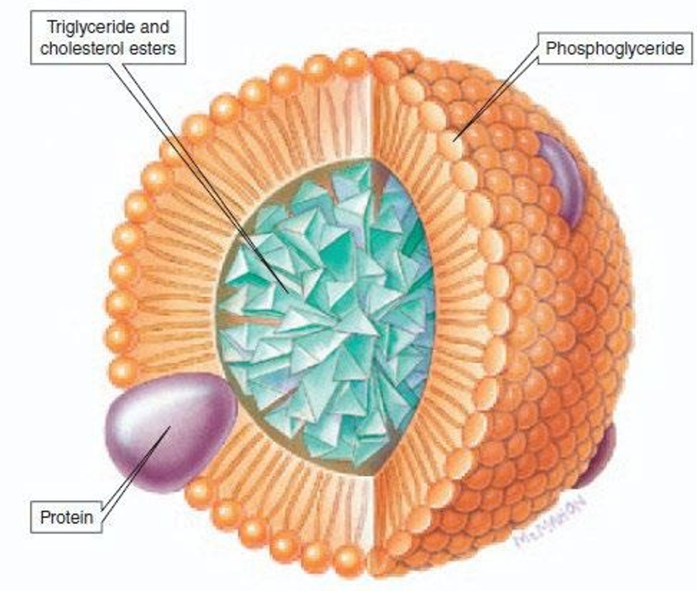 <p>High density lipoprotein, involved in cholesterol removal.</p>
