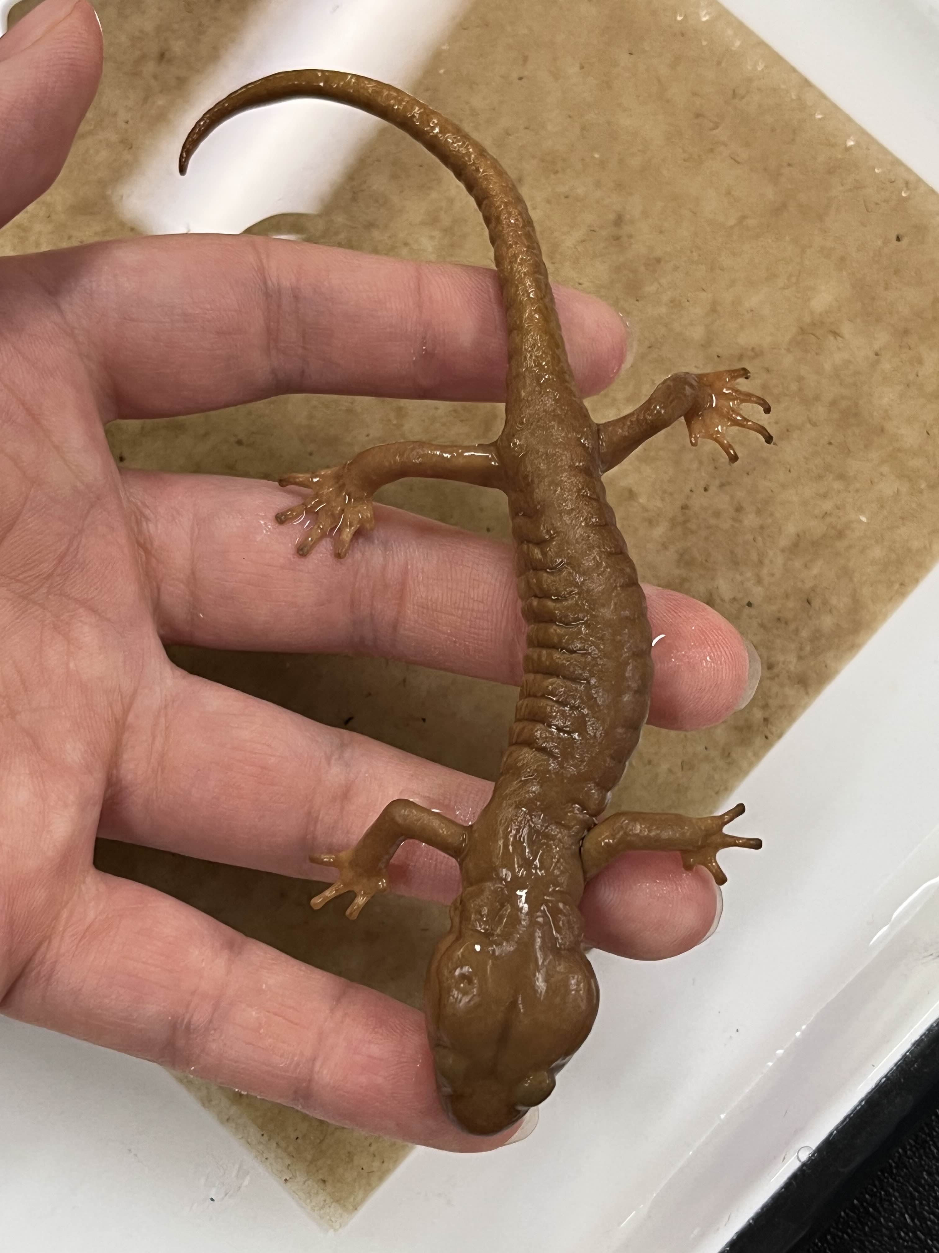 <p>Family?</p><ul><li><p><strong>Nasolabial groove</strong></p></li><li><p>~500 species</p></li><li><p>N/S America/ Greece</p></li></ul><p></p>