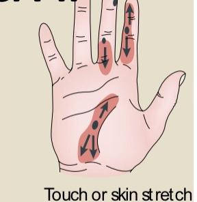 <ul><li><p>Ruffini</p></li><li><p>Good for</p><ul><li><p>lateral stretch (e.g., grasping)</p></li><li><p>hand shape</p></li><li><p>static force</p></li><li><p>low sensitivity to vibration</p></li></ul></li></ul><p></p>