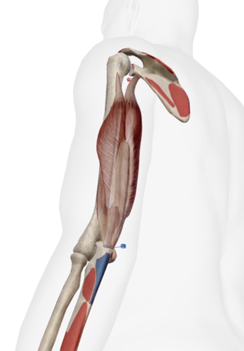 <p>olecranon of ulna</p>