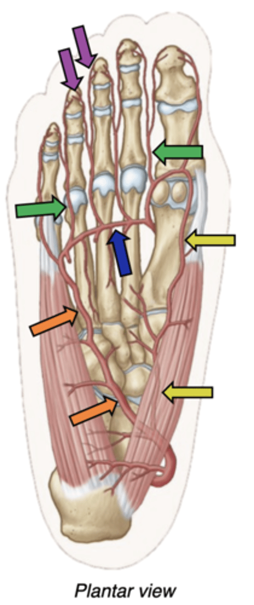 <p>popliteal--&gt; posterior tibial artery--&gt; Crosses tarsal tunnel as “Bloody” --&gt; Divides within foot to become the medial plantar and lateral plantar arteries.</p><p>-medial plantar artery -along digit 1 (yellow)</p><p>-lateral plantar artery (orange) heads laterally, then gives off the deep plantar arch (blue)</p><p>-Plantar metatarsal arteries (green) extend between digits, then split into proper digital arteries (purple) on the side of each toe.</p>