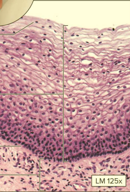 <p>What type of tissue?</p>