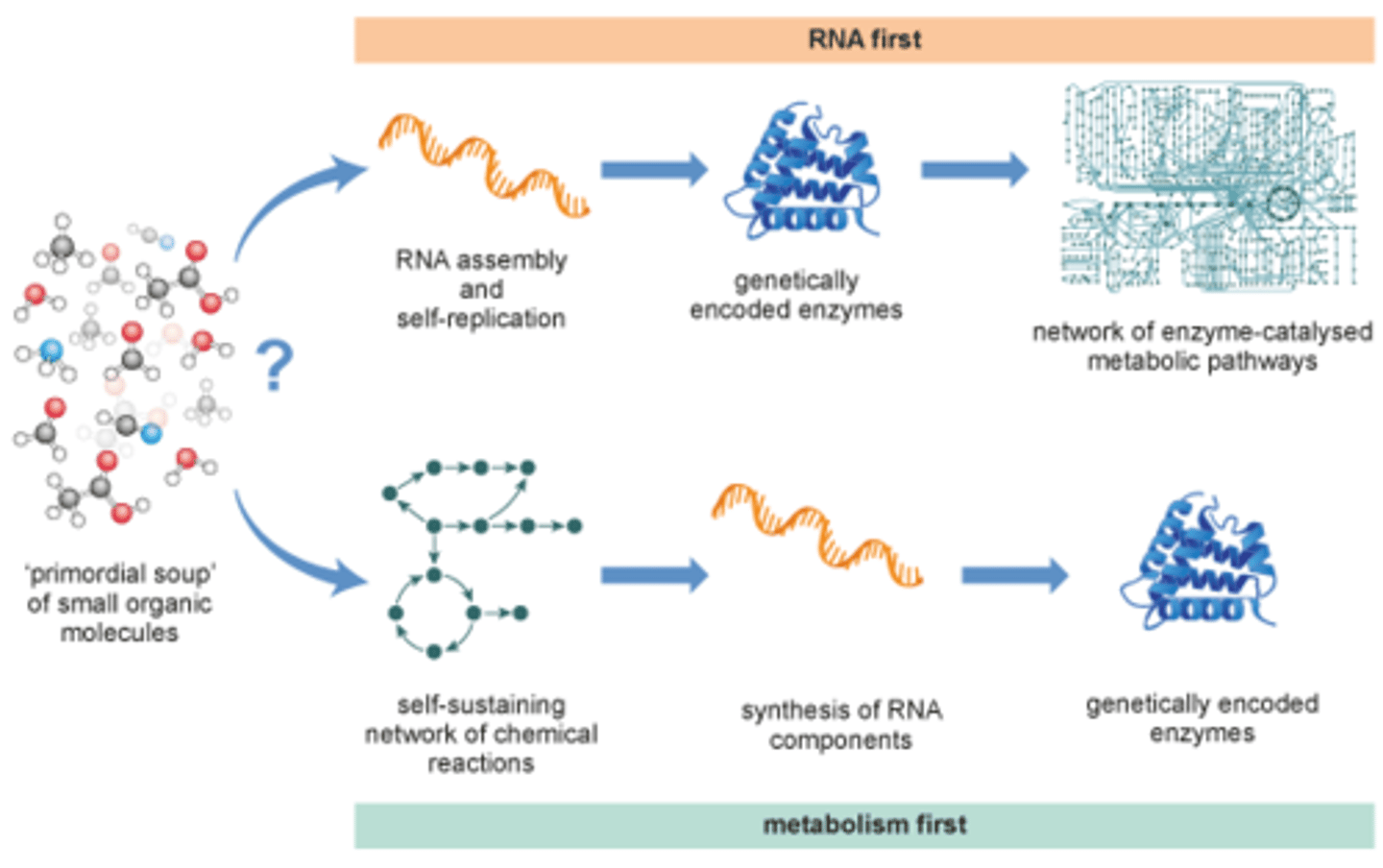 <p>· Primordial Soup</p><p>- Complex organic molecules are created by spontaneous chem rxns</p><p>- Over time, organic molecules like amino acids & nucleotides accumulate in a warm little pond</p><p>- Eventually, those organic molecules come together to form proteins & nucleic acids</p><p>· RNA World</p><p>- Nucleic acids (RNA) forms before proteins</p><p>- For a time, RNA molecules are the main catalysts in the primordial soup</p><p>- Later, proteins take over some catalytic roles</p><p>- One problem: a reasonable concentration of nucleotides is needed before the process can begin</p><p>· Metabolism First</p><p>- The first rxns involve spontaneous formation of simple molecules like acetate (i.e., a 2-carbon compound formed from carbon dioxide & water)</p><p>- Pathways leading to the synthesis of simple organic molecules might be promoted by natural catalysts like minerals & porous surfaces in rocks</p><p>- The origin of life is triggered by the accumulation of very simple organic molecules in thermodynamically favorable conditions</p><p>- Simple organic molecules can combine to form simple amino acids, lipids, etc.,</p><p>- Those would then act as catalysts for the formation of more organic molecules, thus begins metabolism</p><p>- Simple peptides would eventually form, which could lead to better catalysts</p><p>- Near the end, nucleic acids & complex amino acids can form</p>