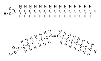 <p>What is true about both molecules?</p>