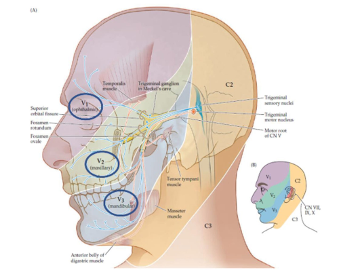<p>- V1 Ophthalmic division</p><p>- V2 Maxillary division</p><p>- V3 Mandibular division</p>