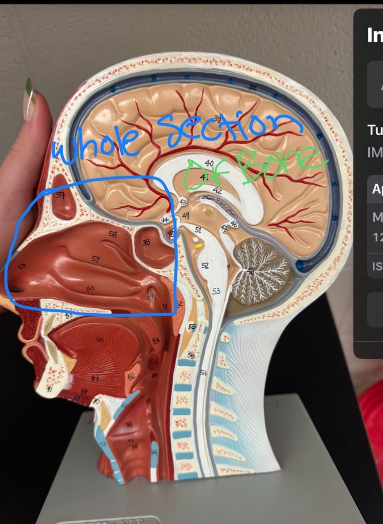 <p>whole section (BONE)</p>