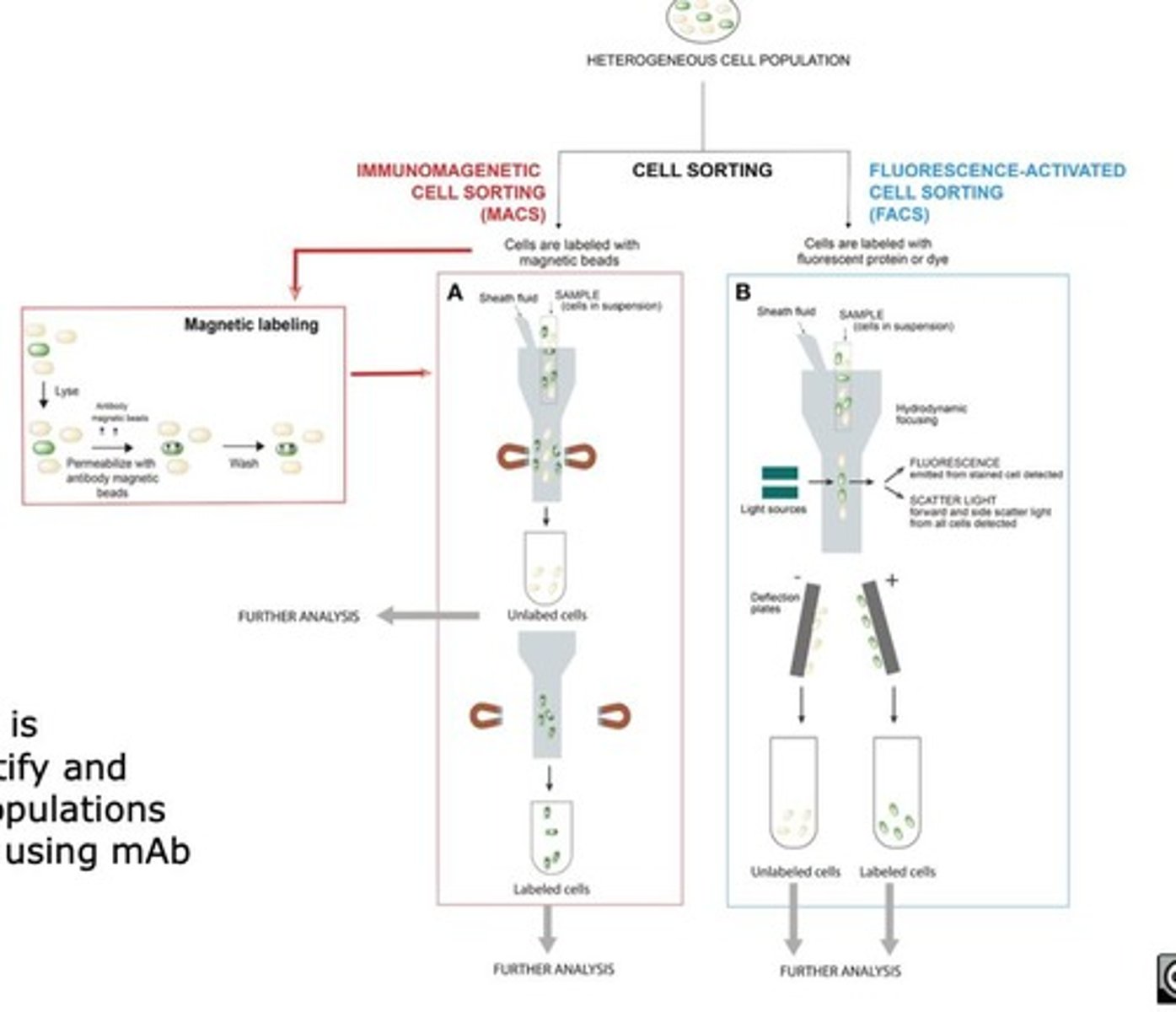 <p>Technique to identify specific cell populations using antibodies.</p>