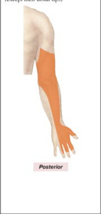 <p>Sensory: Posterior arm and forearm, back of hand, posterior digits 1-3</p><p>Motor: all posterior arm and forearm muscles</p>
