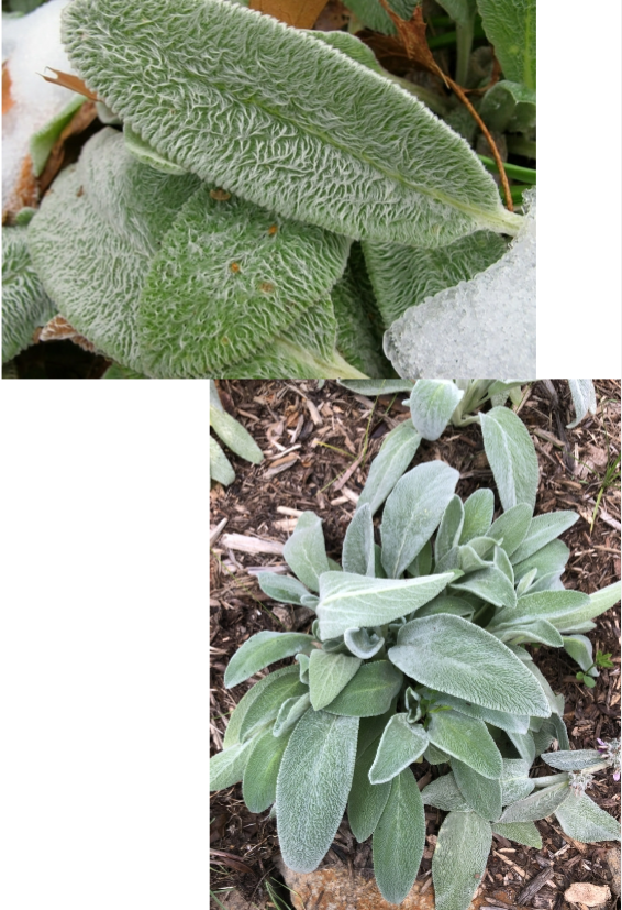 <p>Lambs Ear</p><p>Full Sun</p><p>Ground cover</p>
