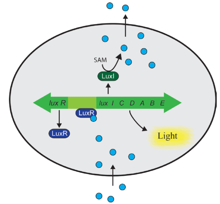 <p>The light green region in the image is ___</p>