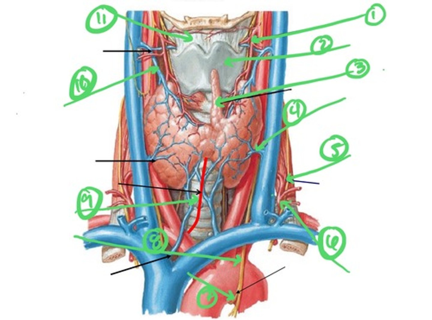 knowt flashcard image