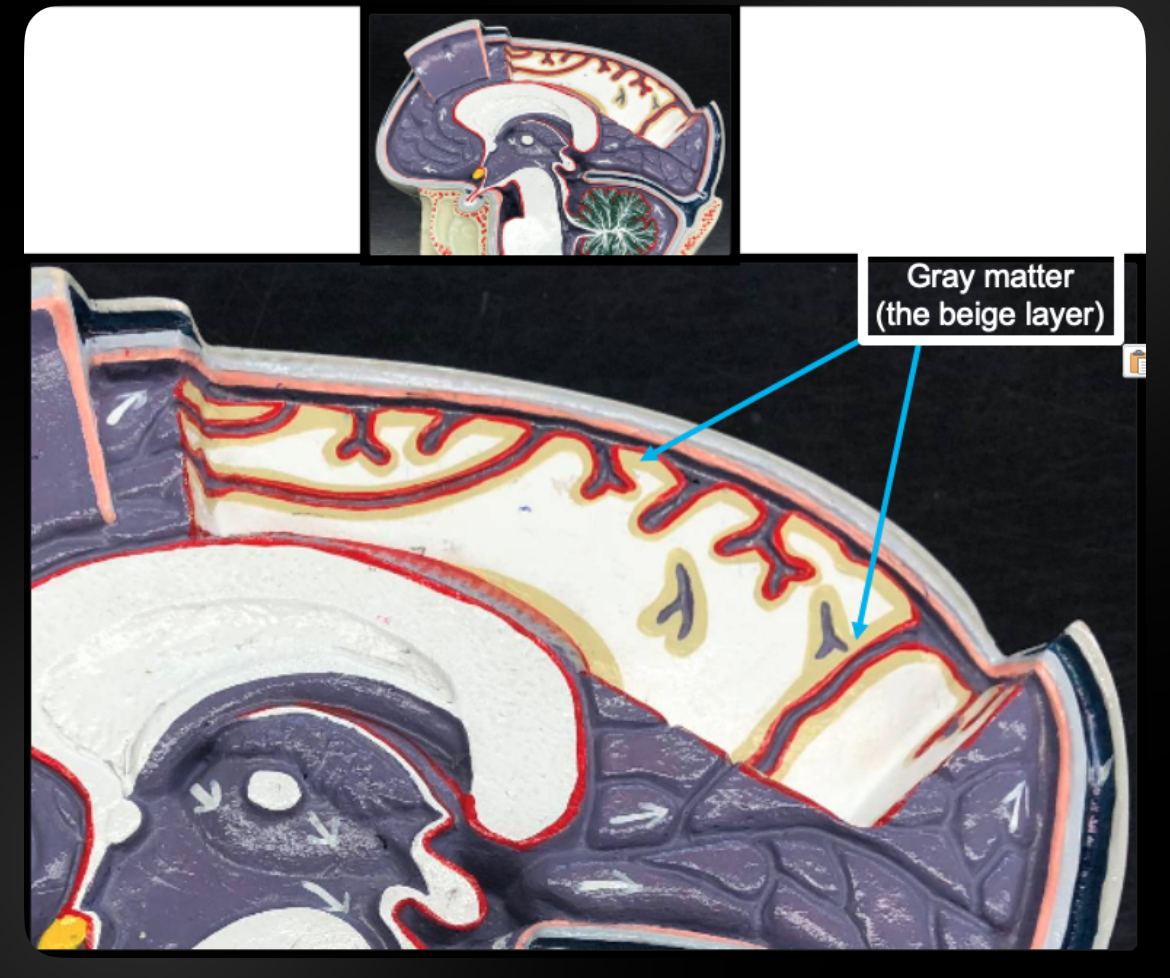 <p>Gray Matter (Brain)</p>