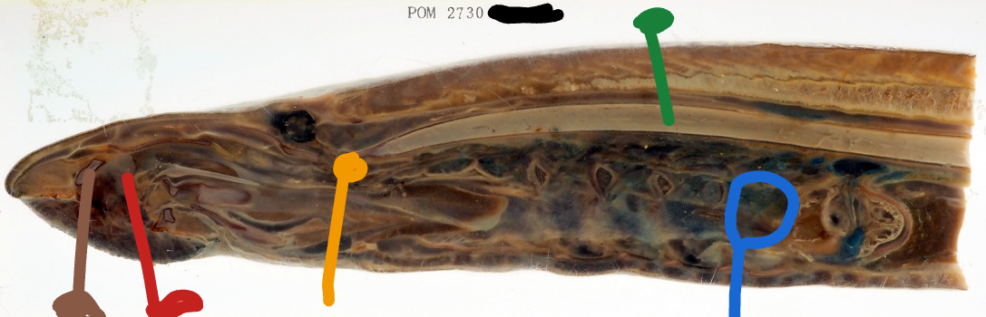 <p>Yellow structure of this Agnathan?</p>