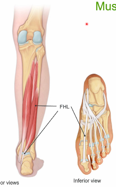 <p>flexor hallicus longus</p>