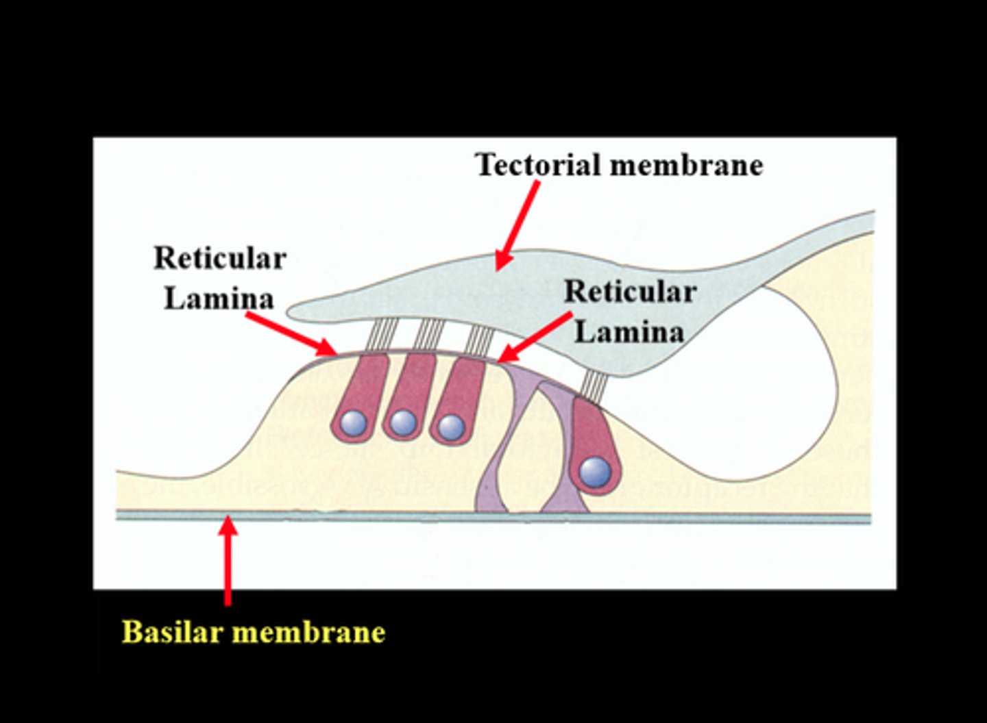 <p>under the tectoral membrane</p>