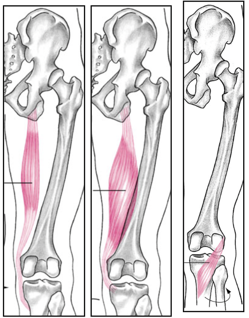 <p>knee internal rotation</p><p>agonists:</p><ol><li><p></p></li></ol>