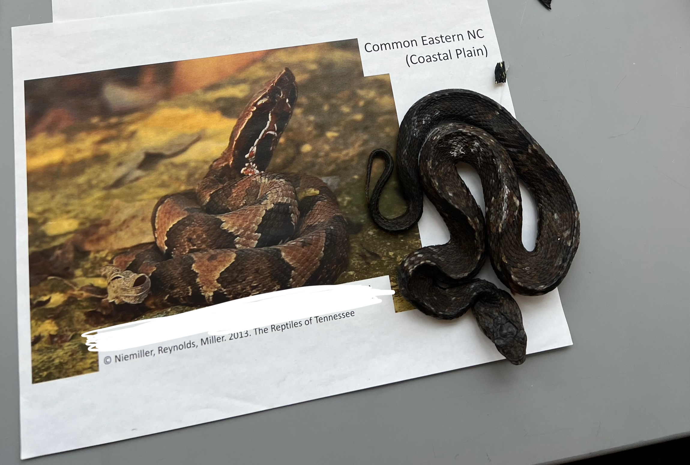 <p>What are the common and scientific names of this animal?</p>
