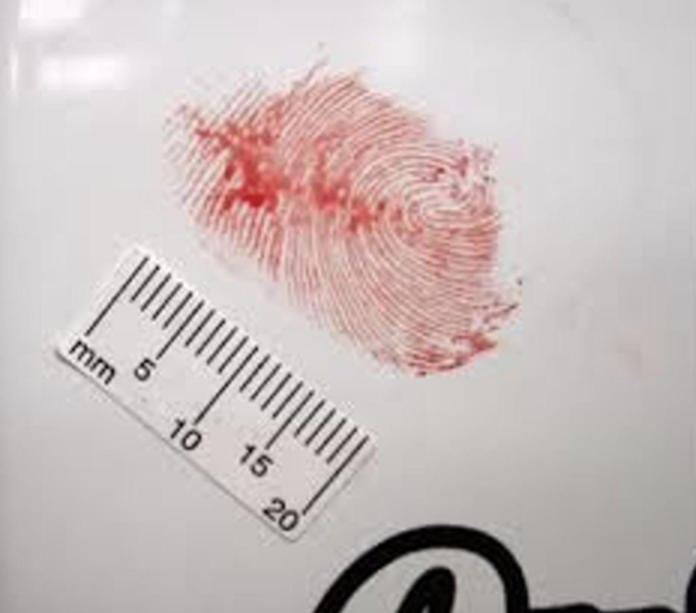 <p>visible prints made by touching blood, paint, ink, or grease</p>