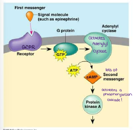 <ol><li><p>protein phosphorylation reactions</p></li><li><p><u><mark data-color="yellow" style="background-color: yellow; color: inherit;">phosphodiesterase</mark></u></p></li></ol><p></p>