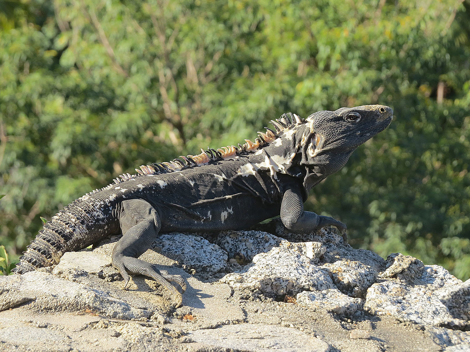 <p>good sized- black / gray, w/ some stripes. dinosaur type spikes</p>