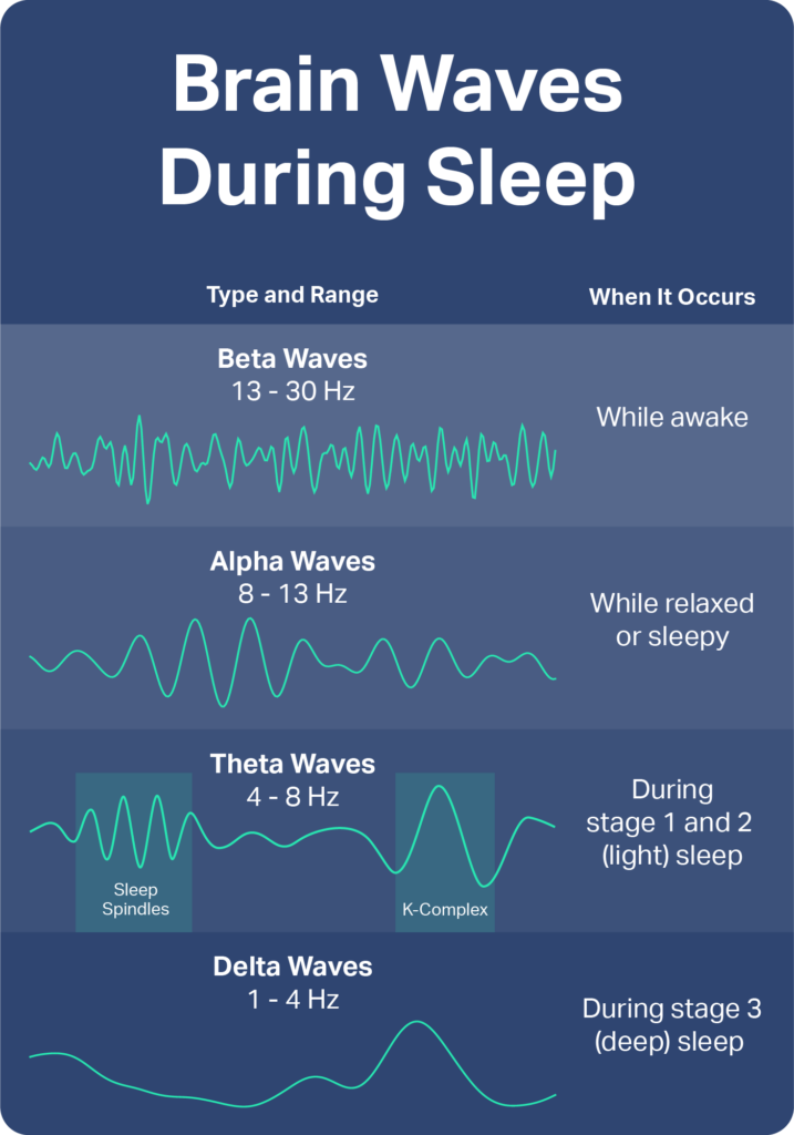 <p>less than 24 hours to complete e.g stages of sleep. each characterised by different brainwave activity. (90 mins)</p><ol><li><p>light sleep: high frequency and short amplitude. (alpha waves)</p></li><li><p>alpha waves but occasional random changes (sleep spindles)</p></li><li><p>+ 4. deep sleep: delta waves with low frequency and high amplitude.</p></li></ol><ol start="5"><li><p>REM: body paralysed but brain activity closely resembles awake brain.&nbsp;</p></li></ol><ul><li><p>rapid eye movement</p></li><li><p>most likely time of dreams</p></li><li><p>theta waves</p></li></ul><p></p>