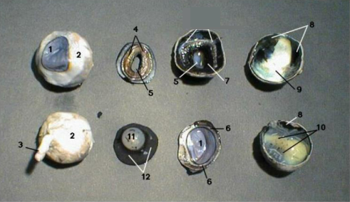 <p>Use the sheep dissection to determine label #10</p>
