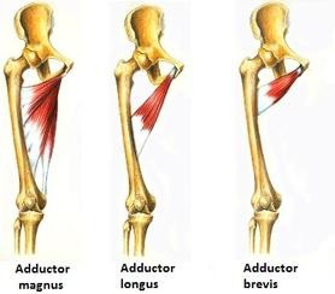 <p>A: adduction of thigh</p><p>O: body and inferior ramus (pubis)</p><p>I: linea aspera</p>