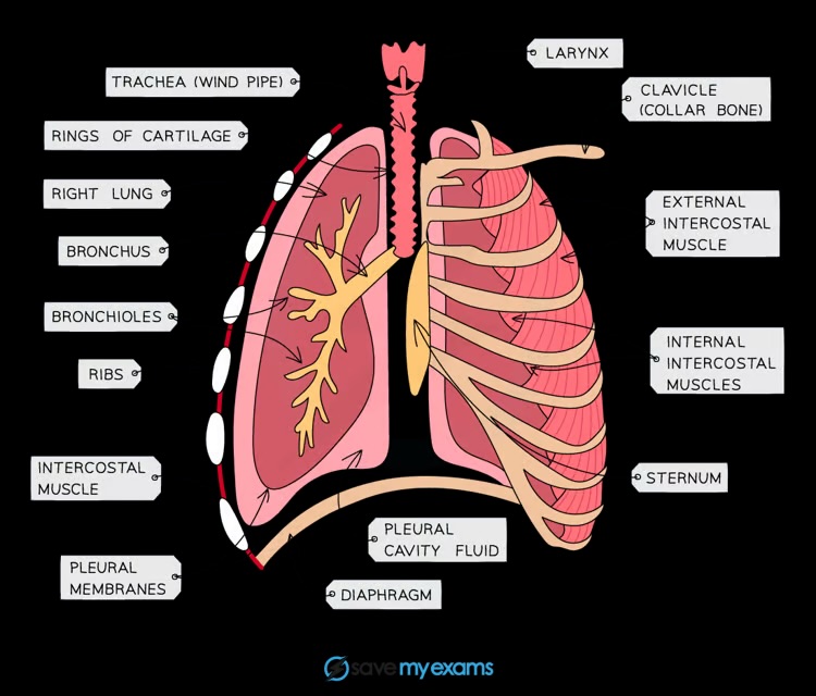 <p>Internal and external intercostal muscles</p>