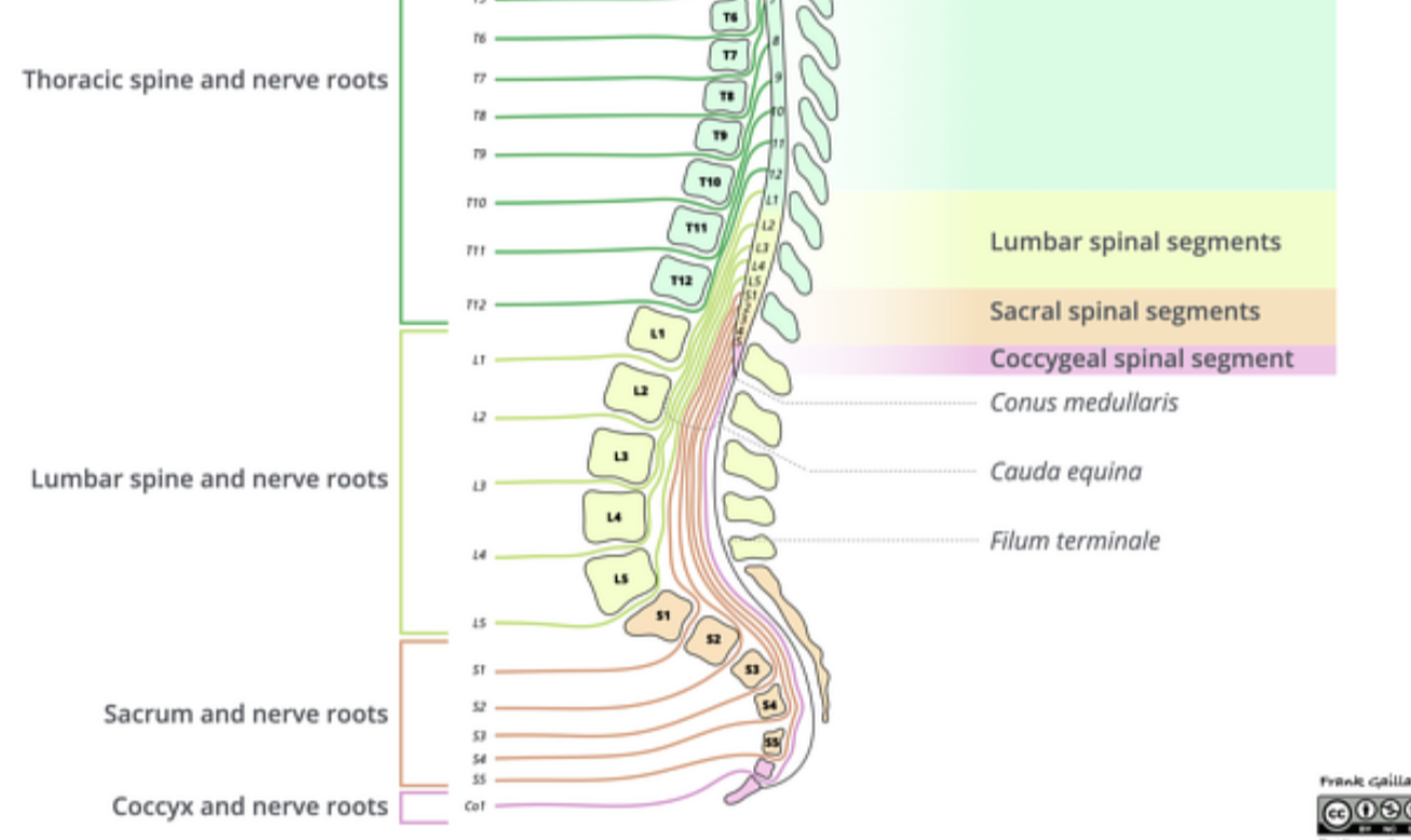 <p>The cauda equina</p>