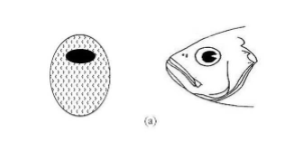 <p>What is this mouth position in this picture?</p>