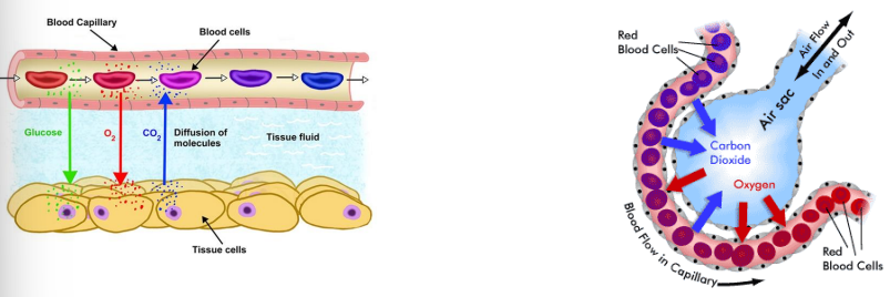 <p>→The <strong>shorter</strong> the distance molecules have to travel, the <strong>faster</strong> the rate of diffusion. </p>