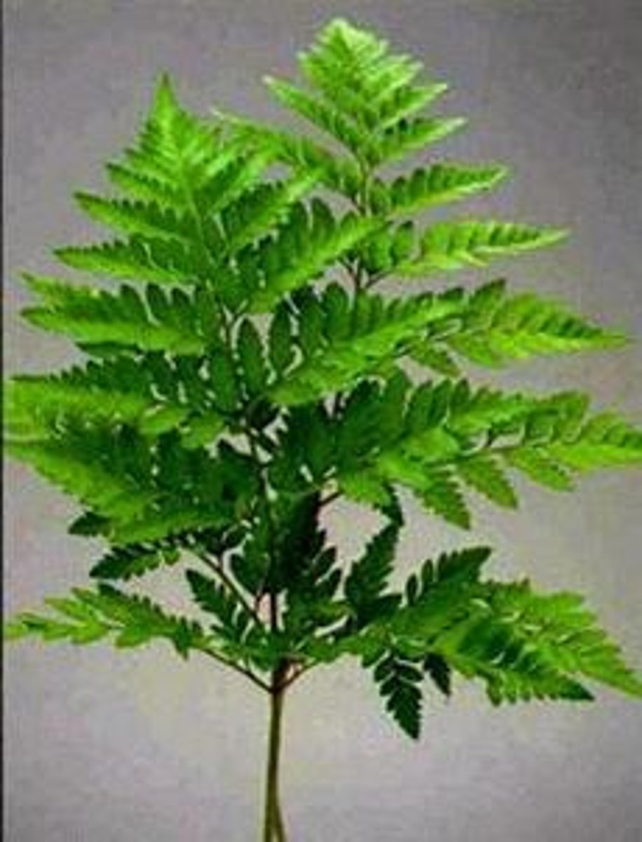 <p>Cleopatra Fern; Filler (this look like a more "fluffy" leatherleaf)</p>