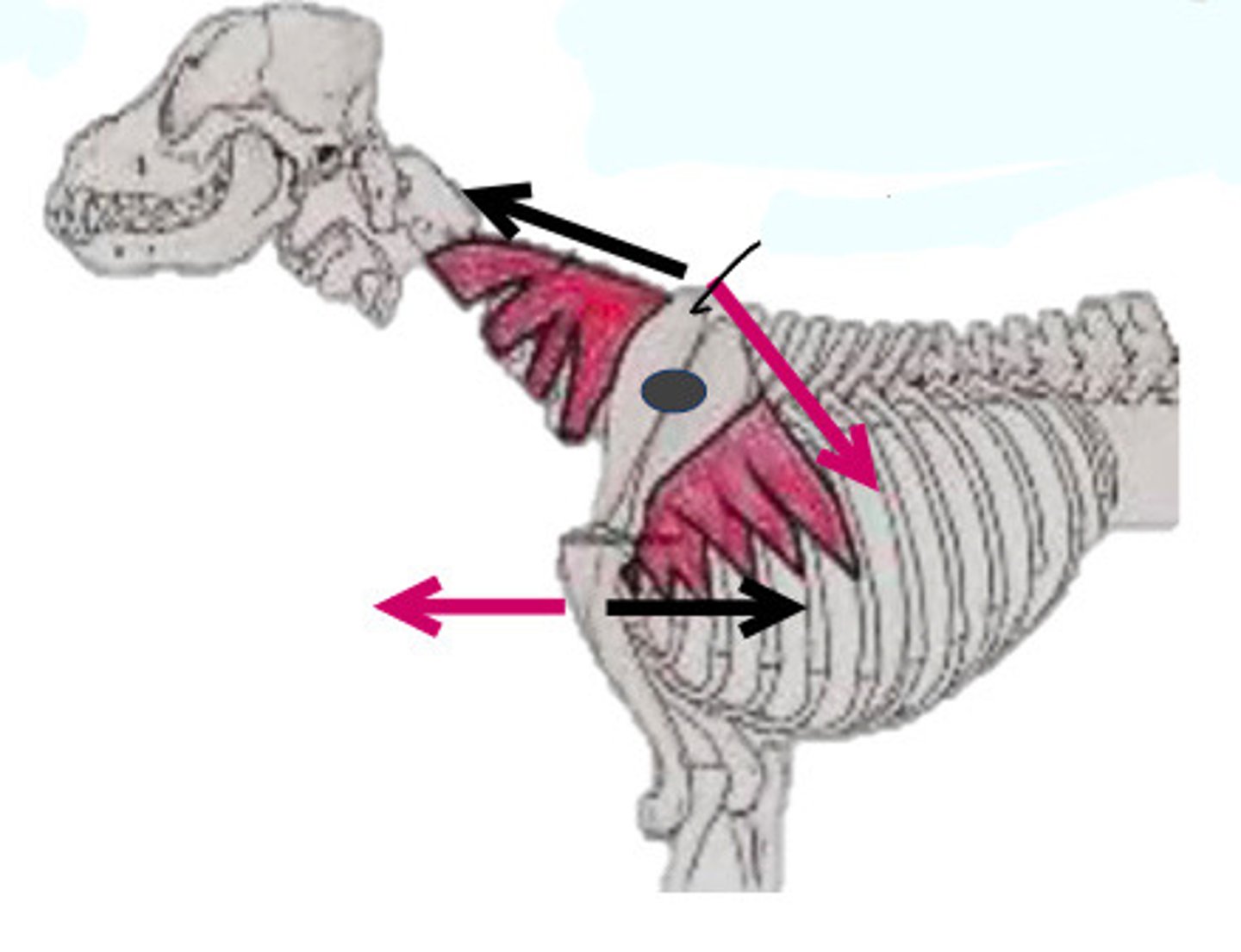 <p>How do the arrows in the image work on moving the limb?</p>