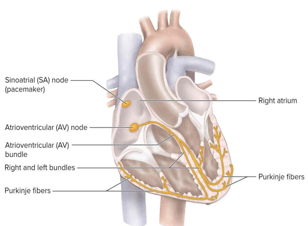 <p>SA → through the artia → AV node → AV bundle → right and left bundle branches → purkinje fibers → through the ventricles </p>